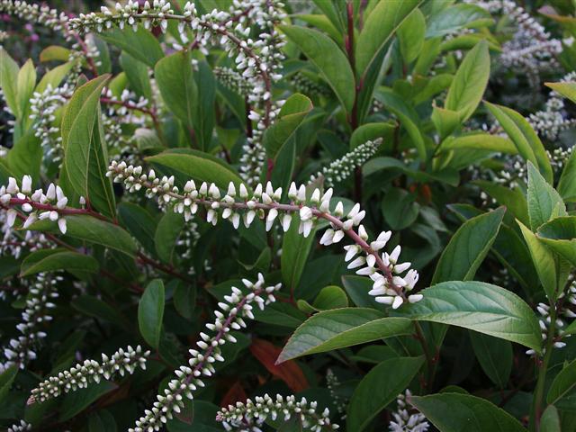 Picture of Itea virginica 'Henry's Garnet' Henry's Garnet Sweetspire